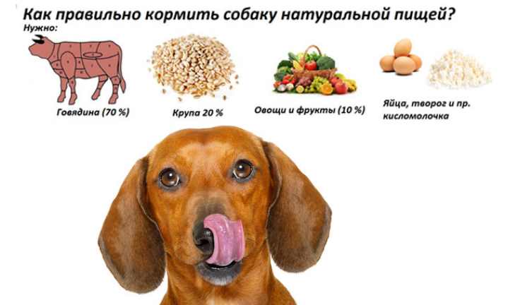 Можно ли солить еду собакам при готовке пищи