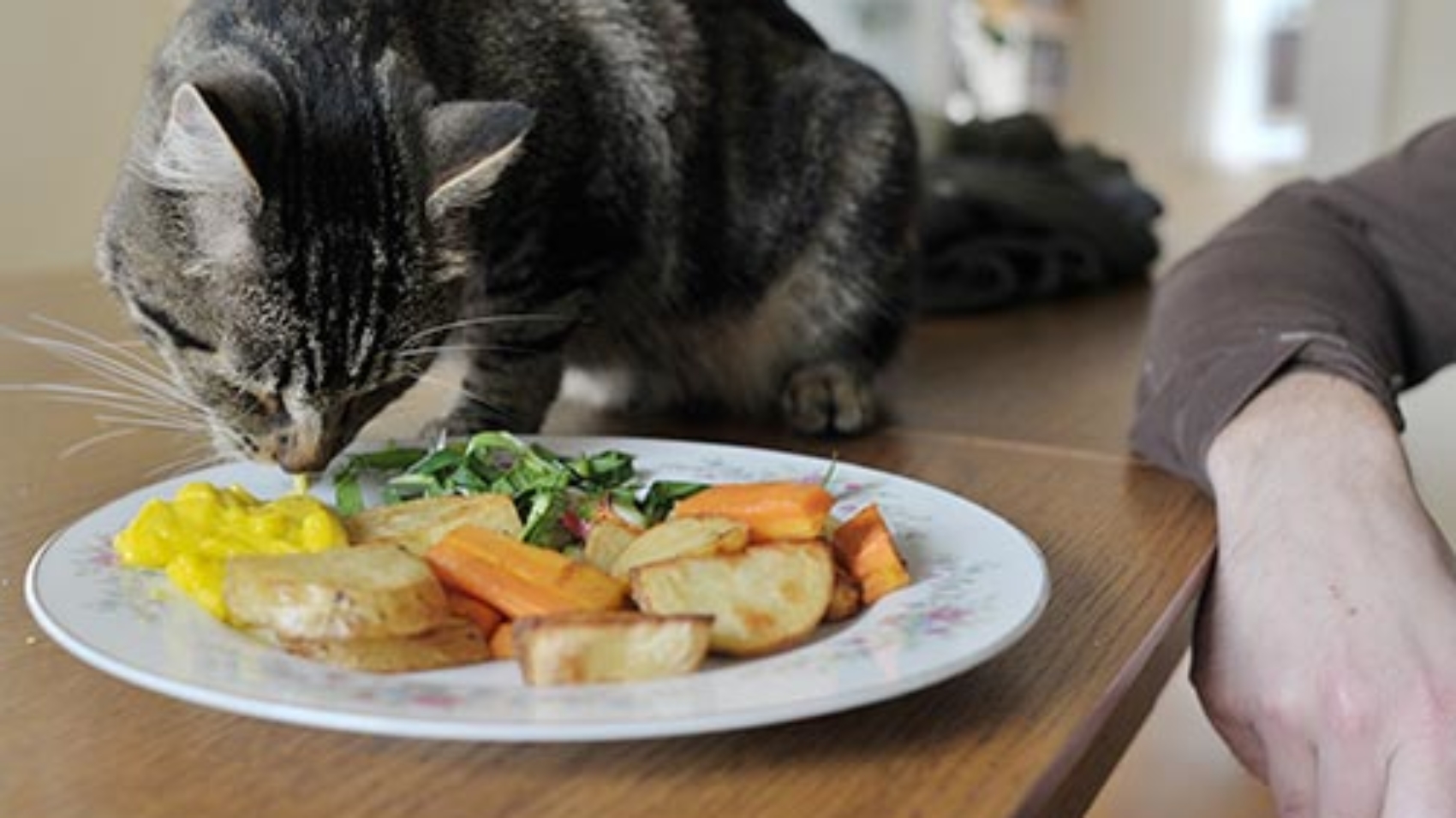 Натуральный кот. Питание кошек. Кошка ест овощи. Кошка ест. Котик с овощами.