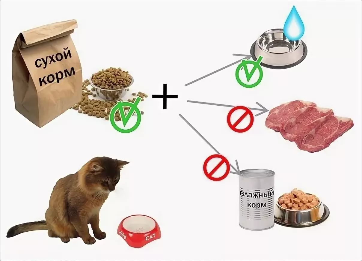 Чем кормить котенка: рацион питания для разных возрастов