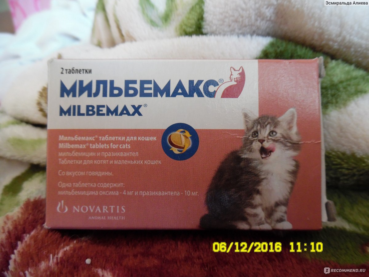 Как дать кошке таблетку от глистов и как часто давать