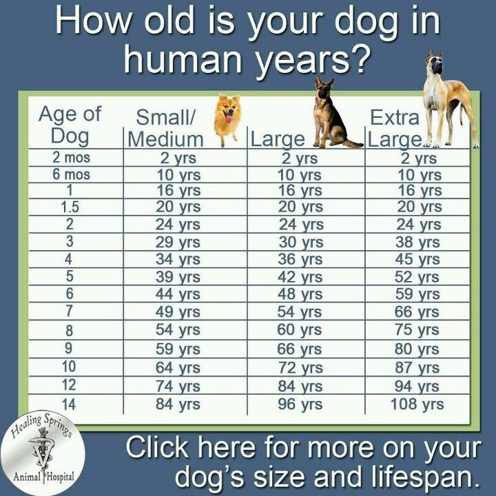Возраст собаки по человеческим меркам: таблица
