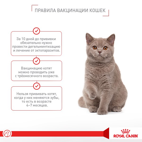 Как определить кот или кошка у котят в 1 месяц фото