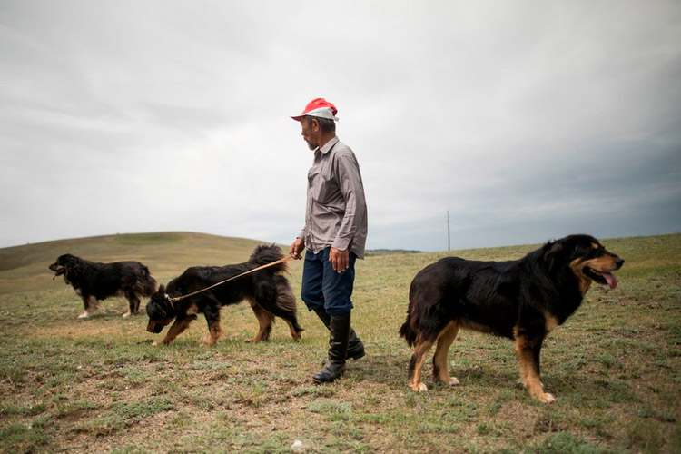Монгольская овчарка — гордый банхар