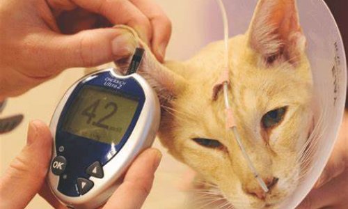 Сахарный диабет у кошек: симптомы и лечение