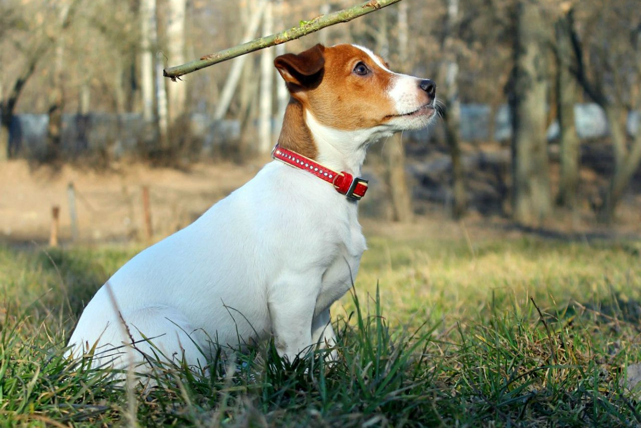 Собака Майло (порода как в Маске): история и описание