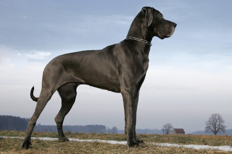 10 самых красивых пород собак