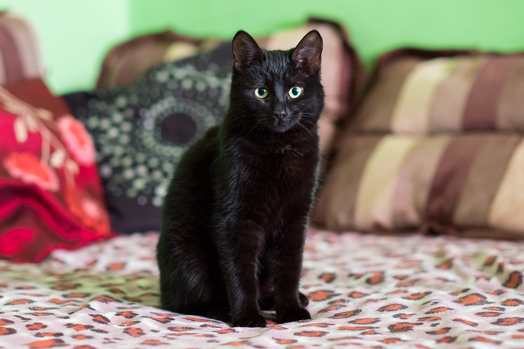 Чёрные кошки: правила приобретения и особенности содержания