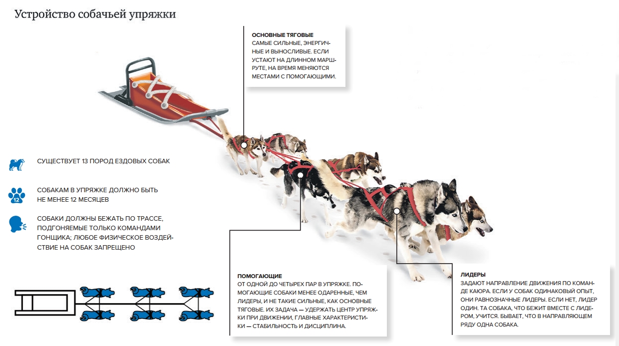 Ездовые собаки: породы северных питомцев в упряжке