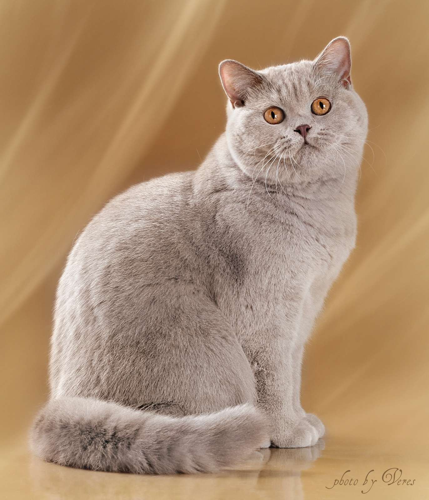 Фотографии породы британских кошек. Британская короткошёрстная кошка. Порода Бритиш Шортхэйр. Британская короткошёрстная кошка фавн. Британка прямоухая.