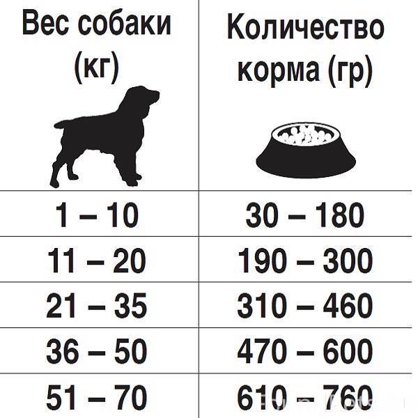 Кости для собак: можно ли давать щенкам и какие
