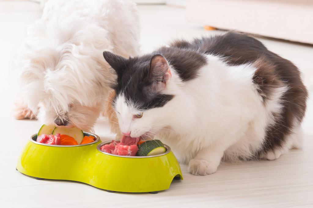Чем кормить кошку после родов: подходящие виды продуктов и готовых кормов