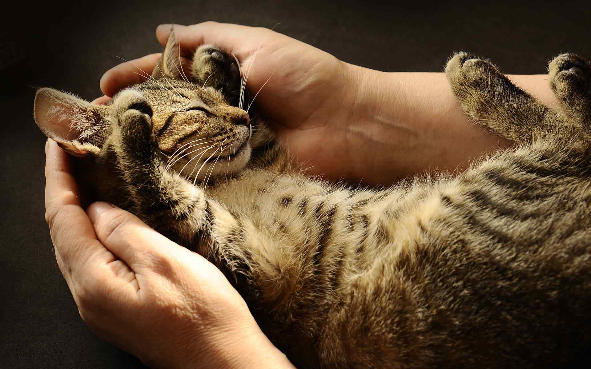 Как воспитывать котенка правильно и сделать ласковым и спокойным