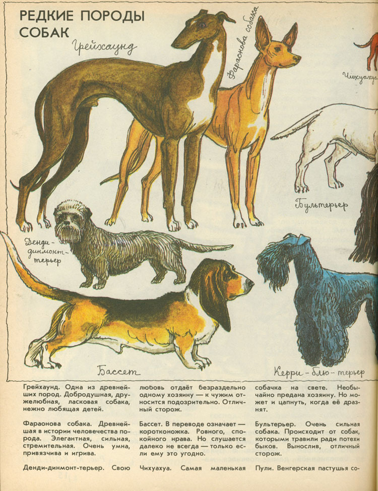 Охотничьи собаки: породы, маленькие и большие виды