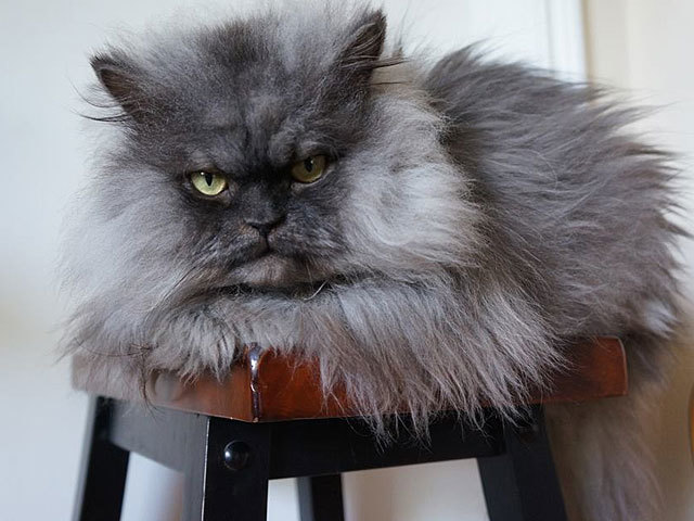 Злой кот: самые злобные пушистые породы кошек