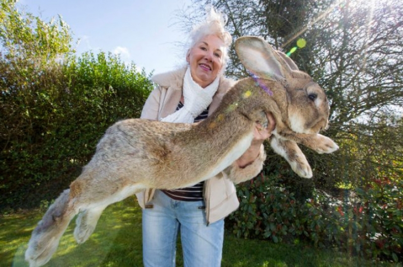 Самый большой кролик в мире: вес крупных пород