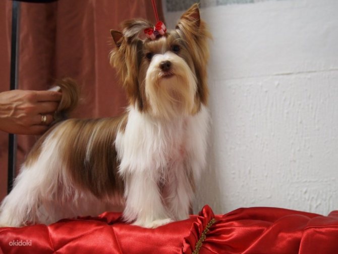 Биро йорк терьер: описание породы собак