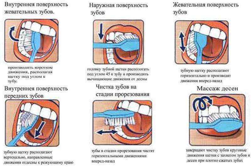 Правила чистки зубов питомцу: от выбора щетки до количества процедур