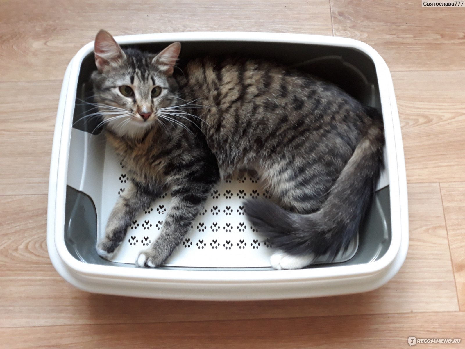 Сибирская кошка Пэтти туалет-лоток для котят
