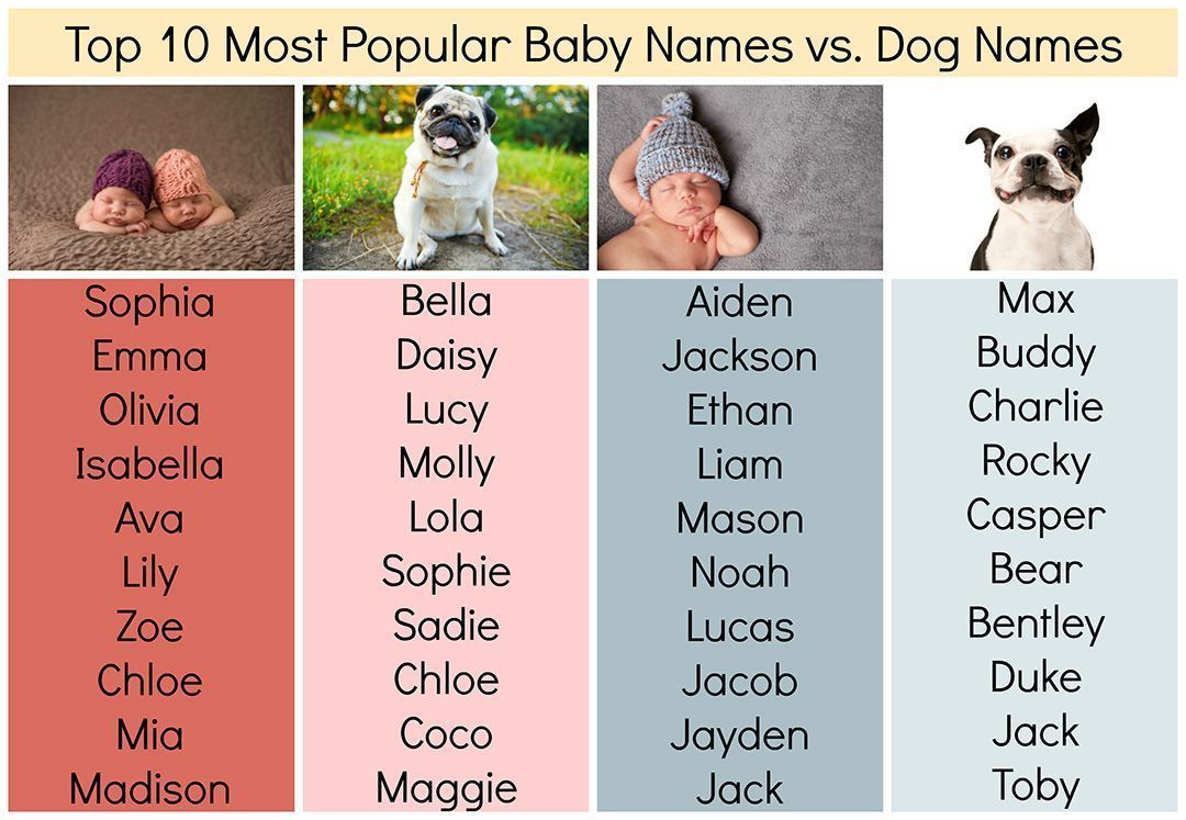 Прикольные клички для собак: необычные имена