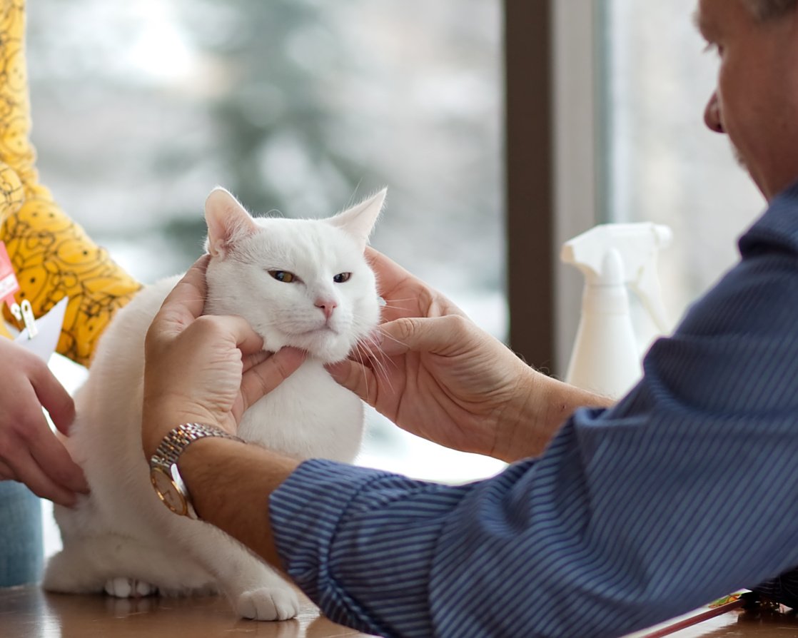 Как гладить кошку — правильные места где приятно питомцу
