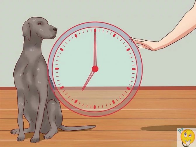 Как научить собаку команде нельзя или фу