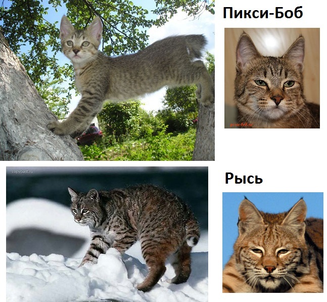 Кошка похожая на рысь: примеры основных пород