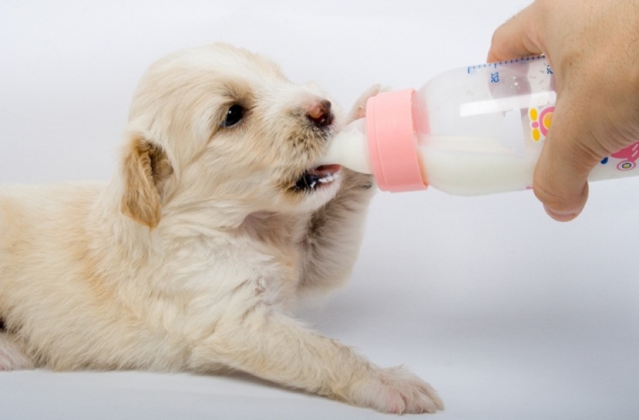 Чем кормить собаку после родов, чтобы было молоко