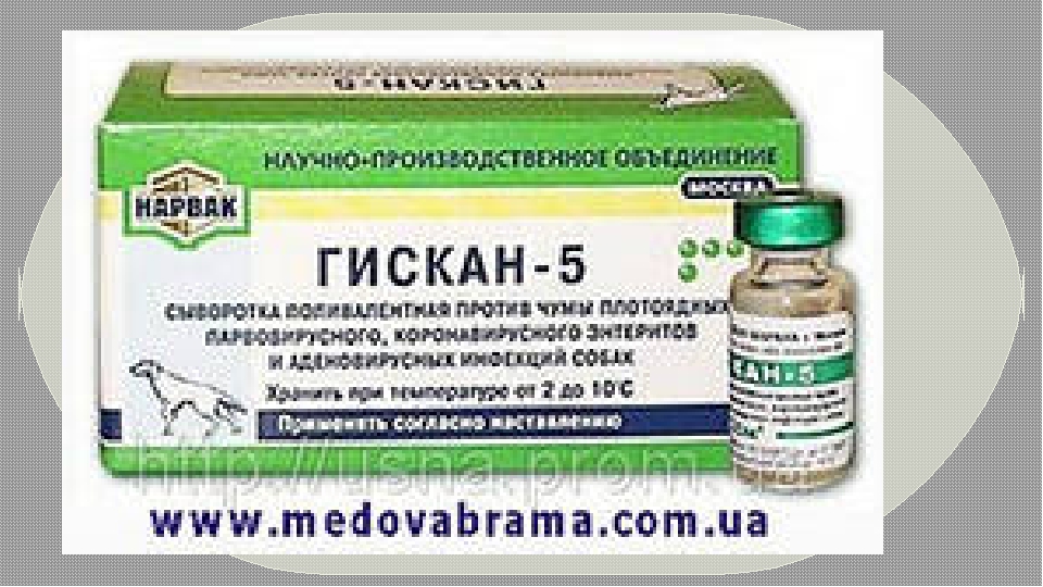 Прививка от чумки щенку. Вакцина от чумы плотоядных. Вакцинация против чумы. Вакцина против чумы человека. Поливалентная вакцина для собак.