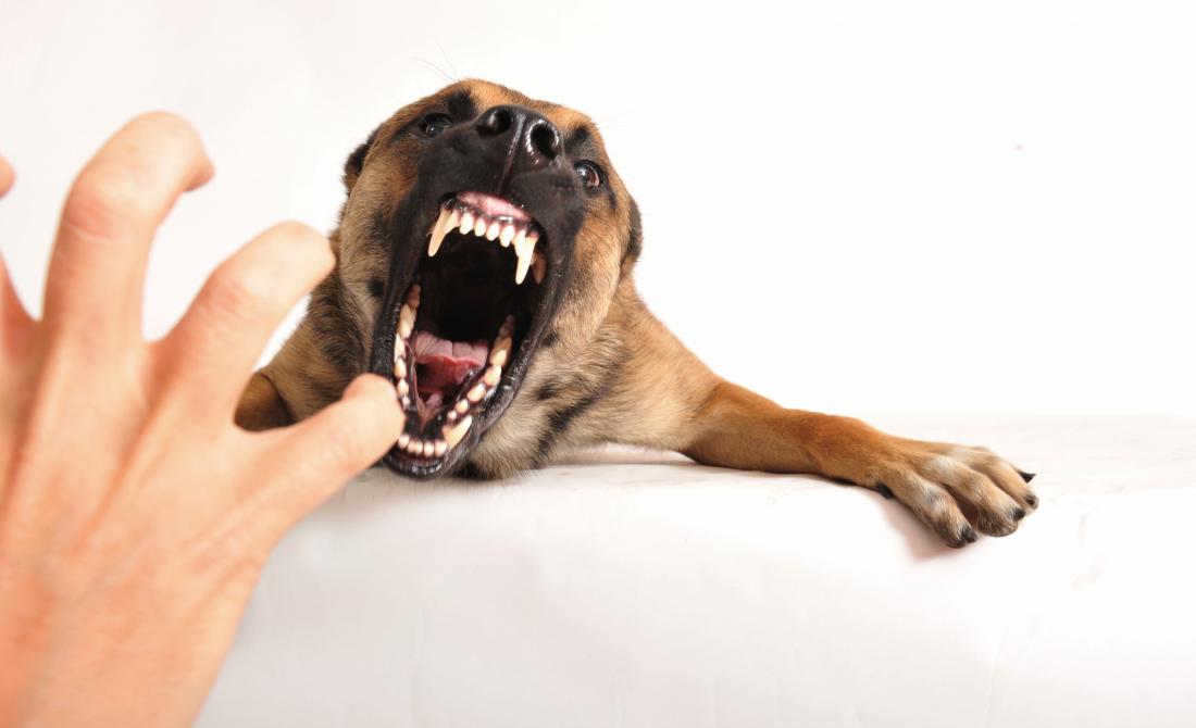 Собака грызет лапы: почему и что делать хозяину
