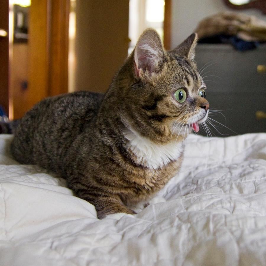 Короткий кот. Lil Bub кошка. Карликовые кошки. Низкорослые кошки. Низкорослые породы кошек.