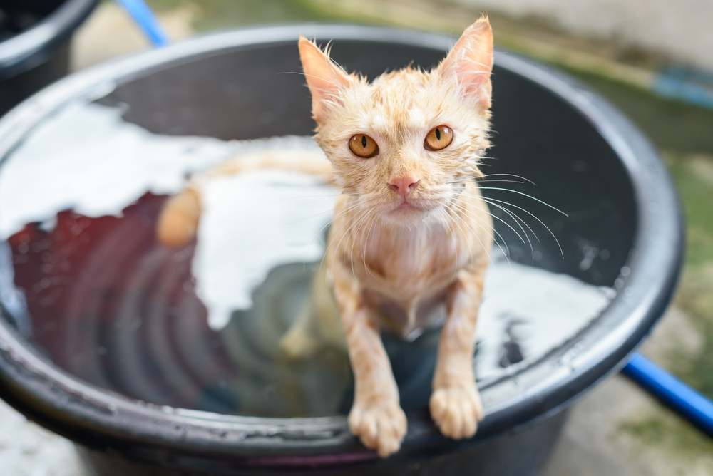Как помочь кошке в жару: примеры что можно делать
