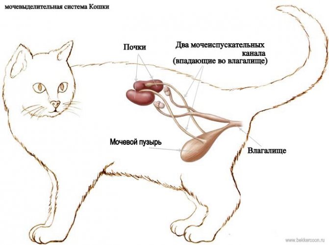 Идиопатический цистит у кошек: симптомы и лечение
