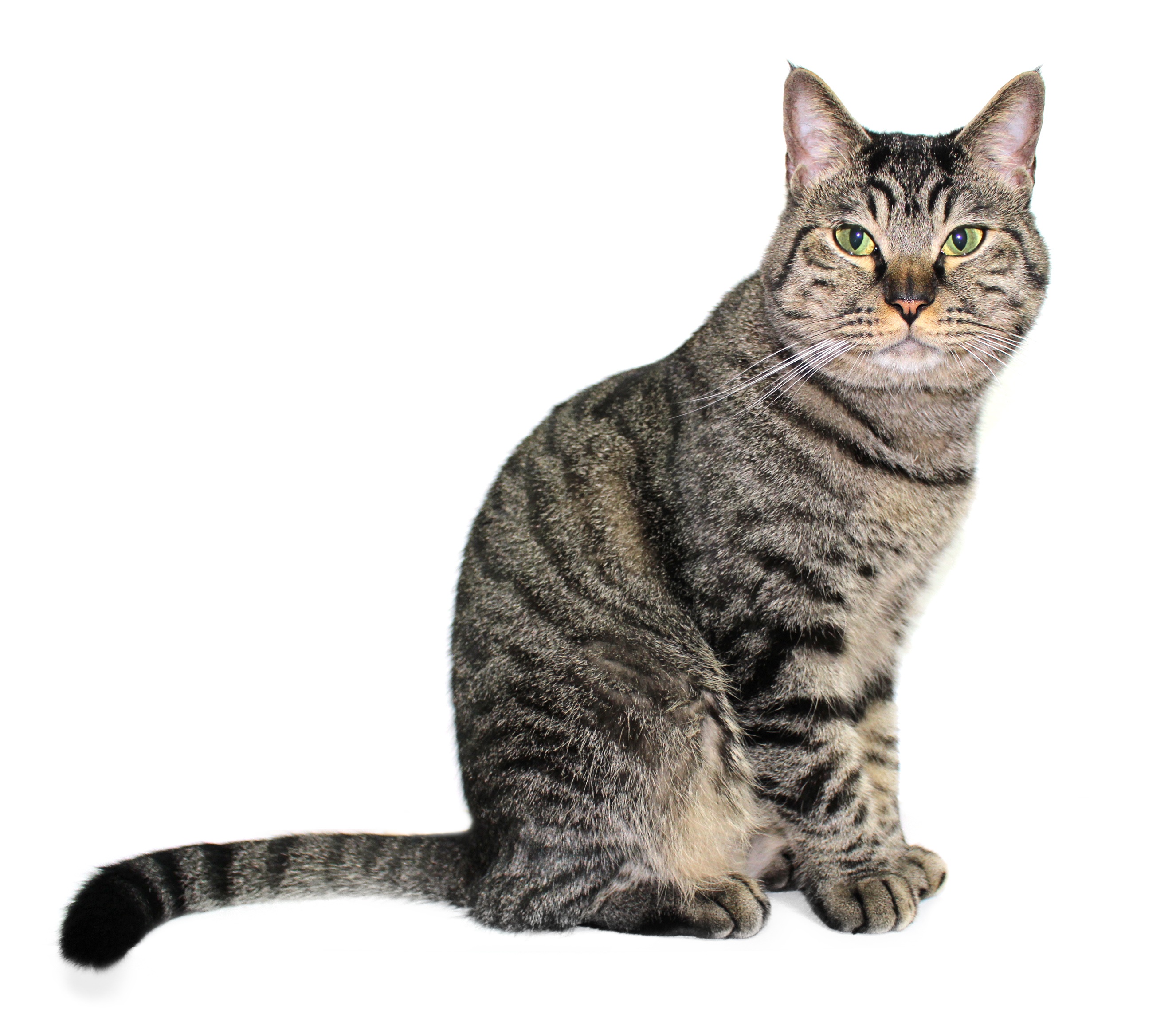 Азиатская табби: кошки и коты