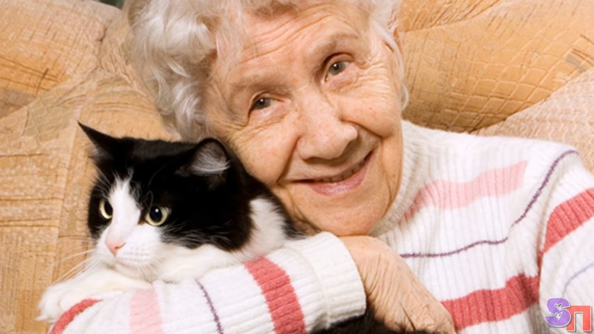 Какой возраст считается пожилым у кошек. Уход за пожилой кошкой