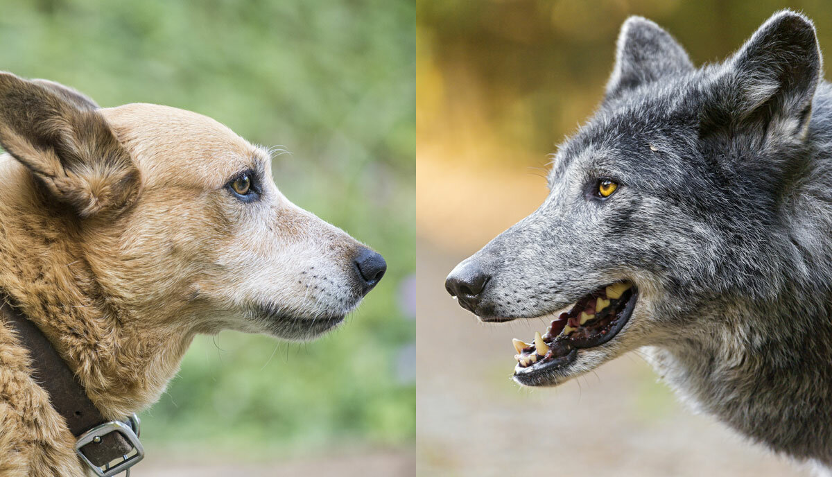 Как отличить волка от собаки внешне: сравнение размеров