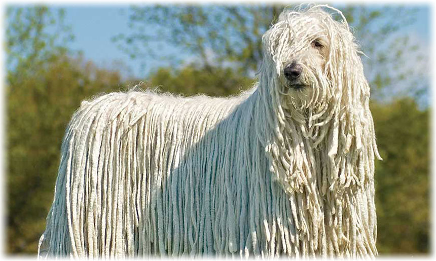 Пёс в овечьей шкуре: обзор собак с дредами