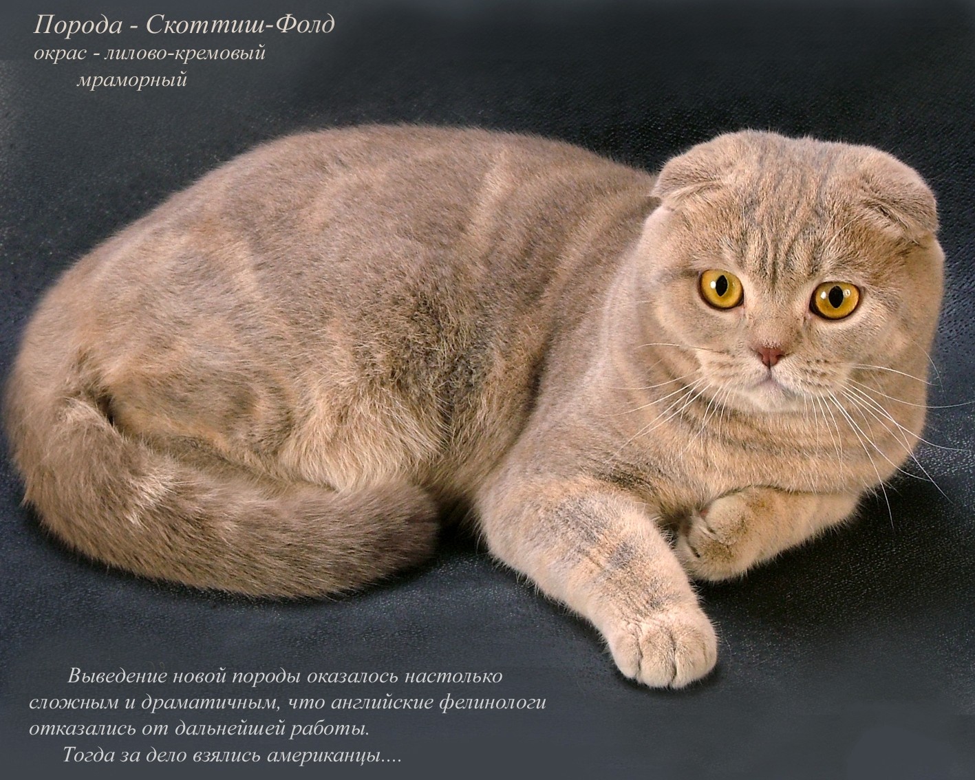 Британская вислоухая кошка — шотландская порода котов