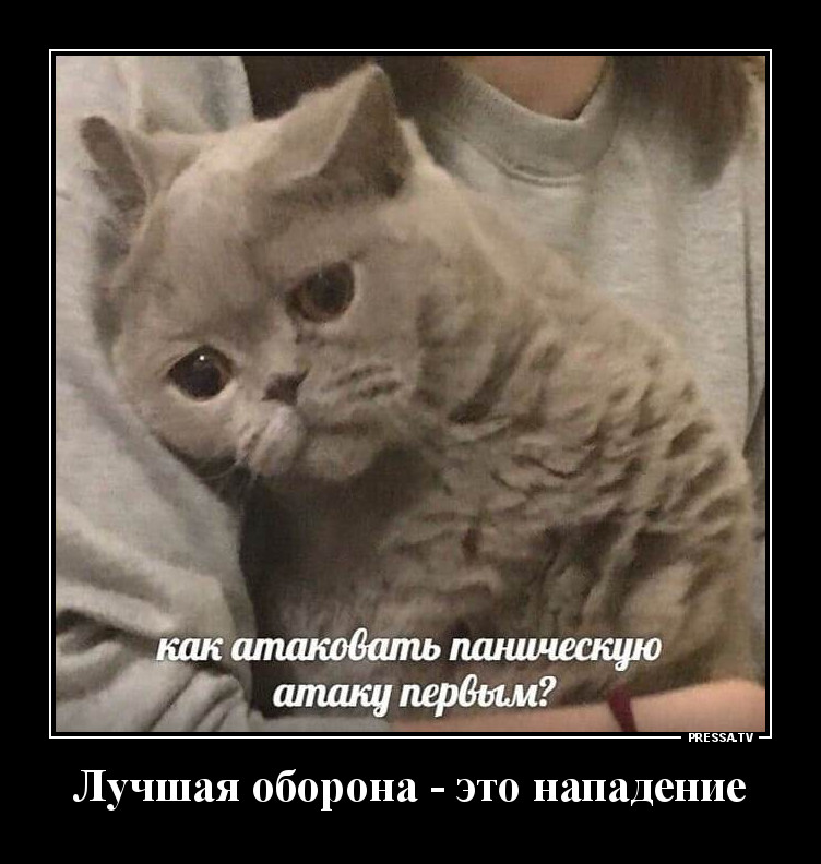 Смешные истории про кошек и котов