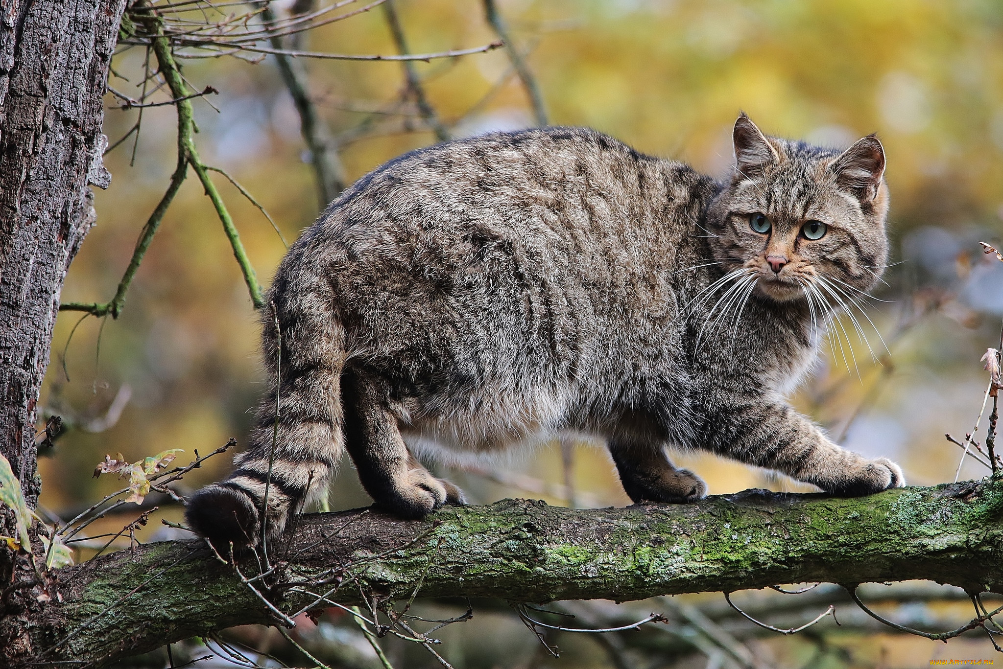 Дикий лесной европейский кот