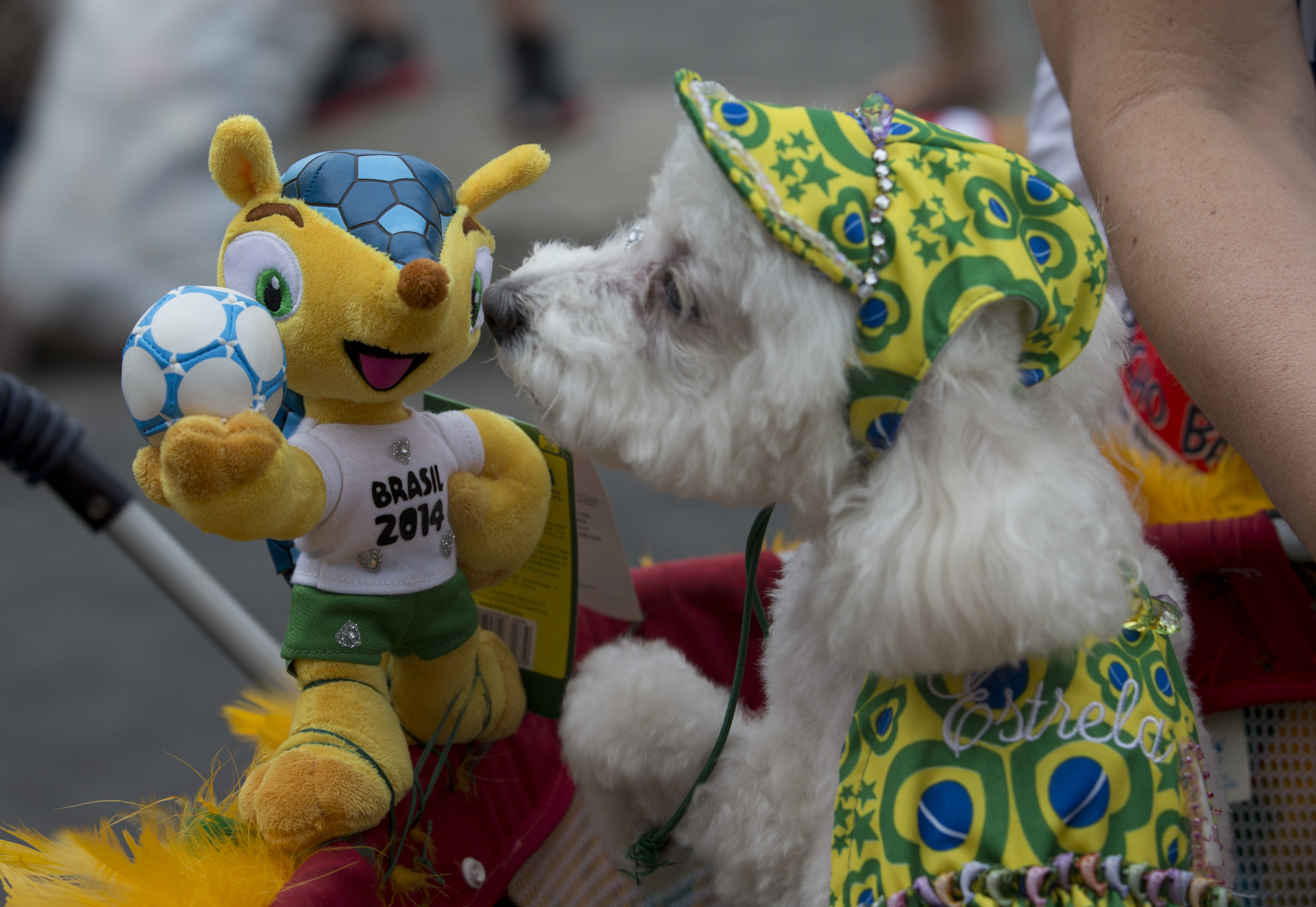 Карнавал для собак в Рио