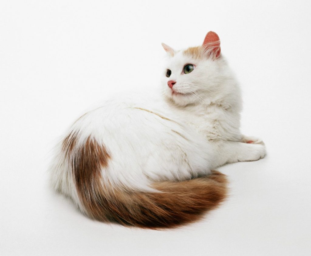 Турецкий ван: кошки и коты