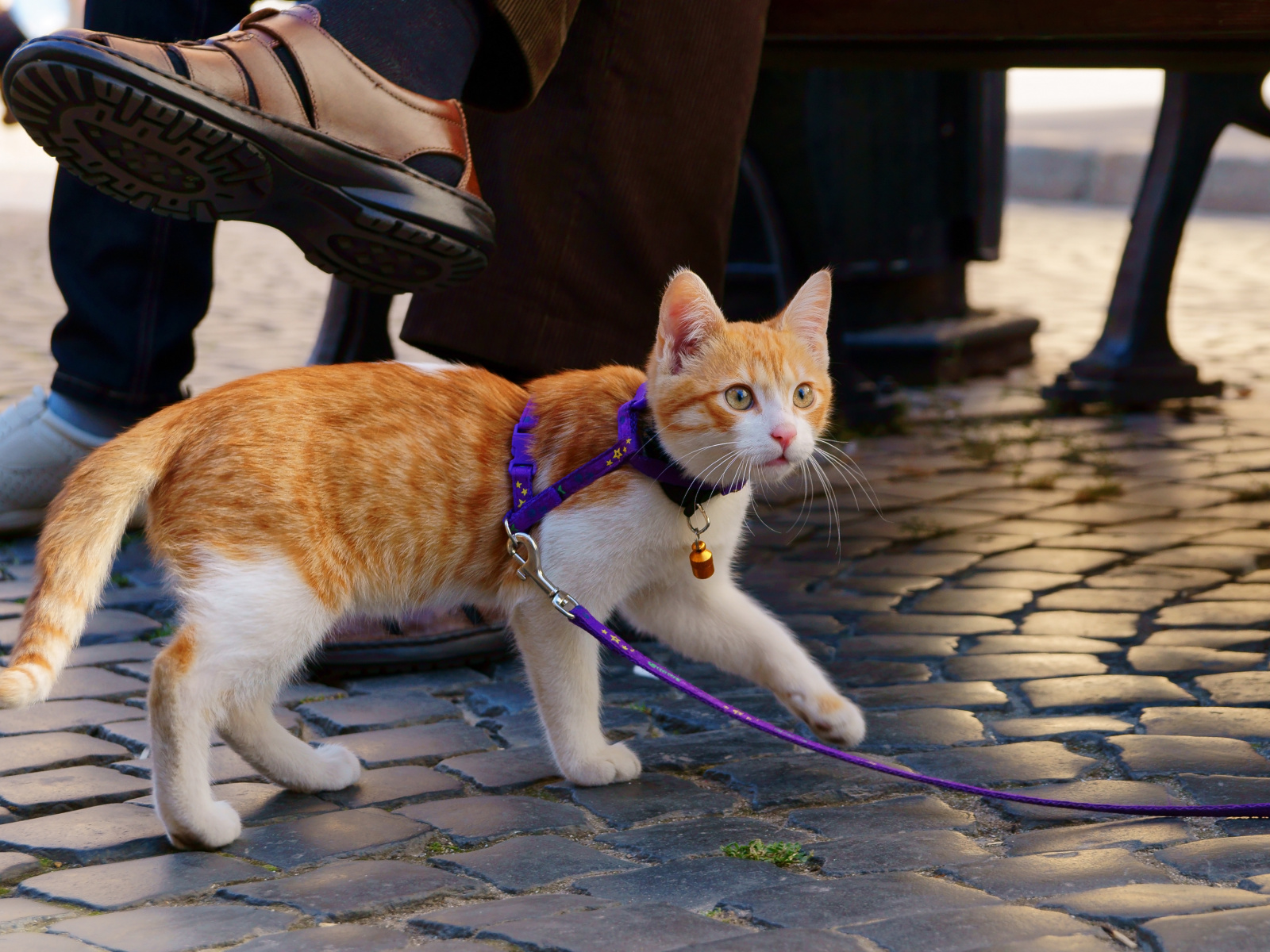 Как приручить кота и дикого котенка с улицы