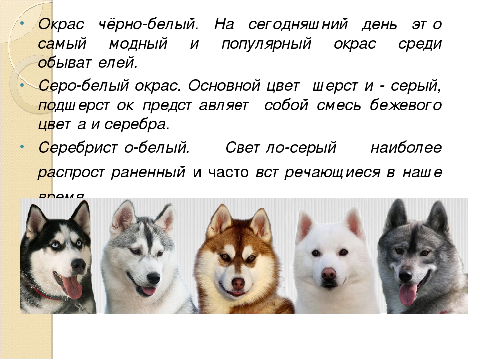 Помски (собака): описание породы, характер