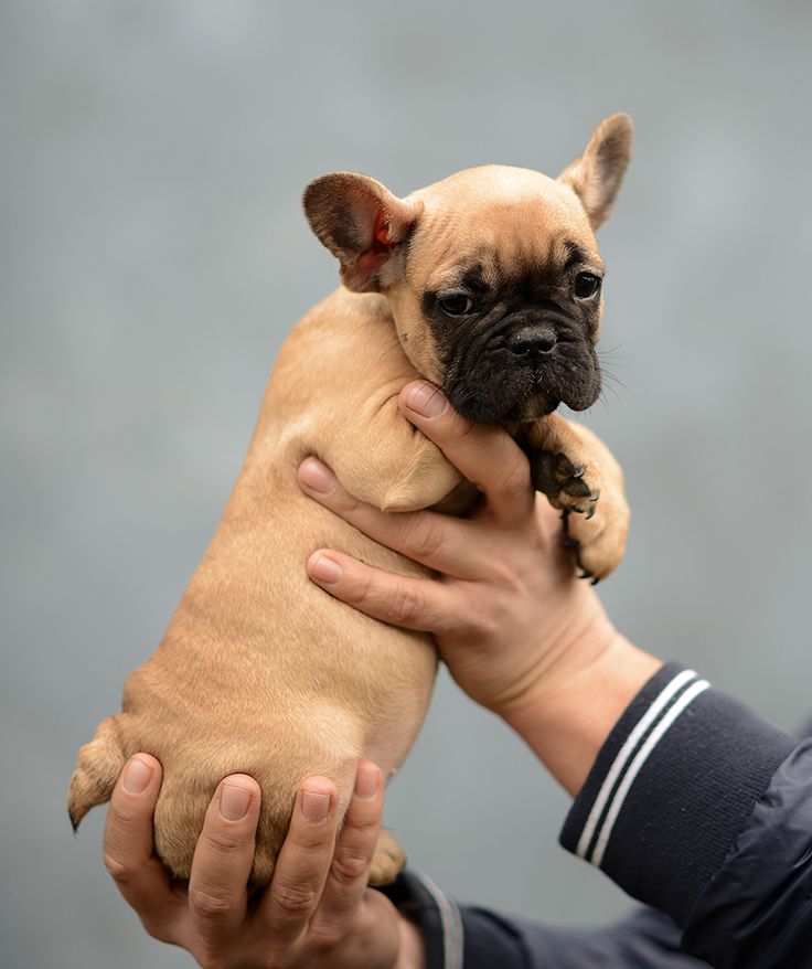 Французский мини-бульдог: престижная собака или породный брак?