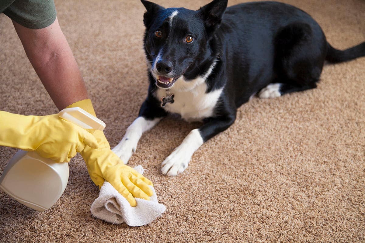 Как избавиться от запаха собаки в квартире
