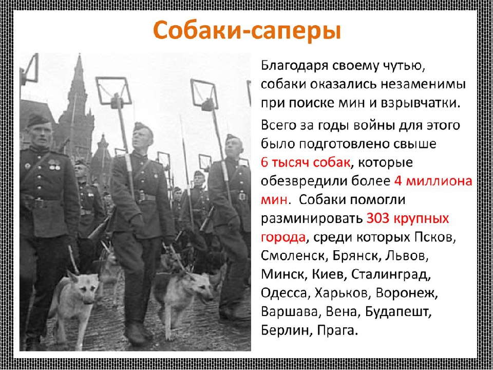 Как собаки помогали людям во время войны