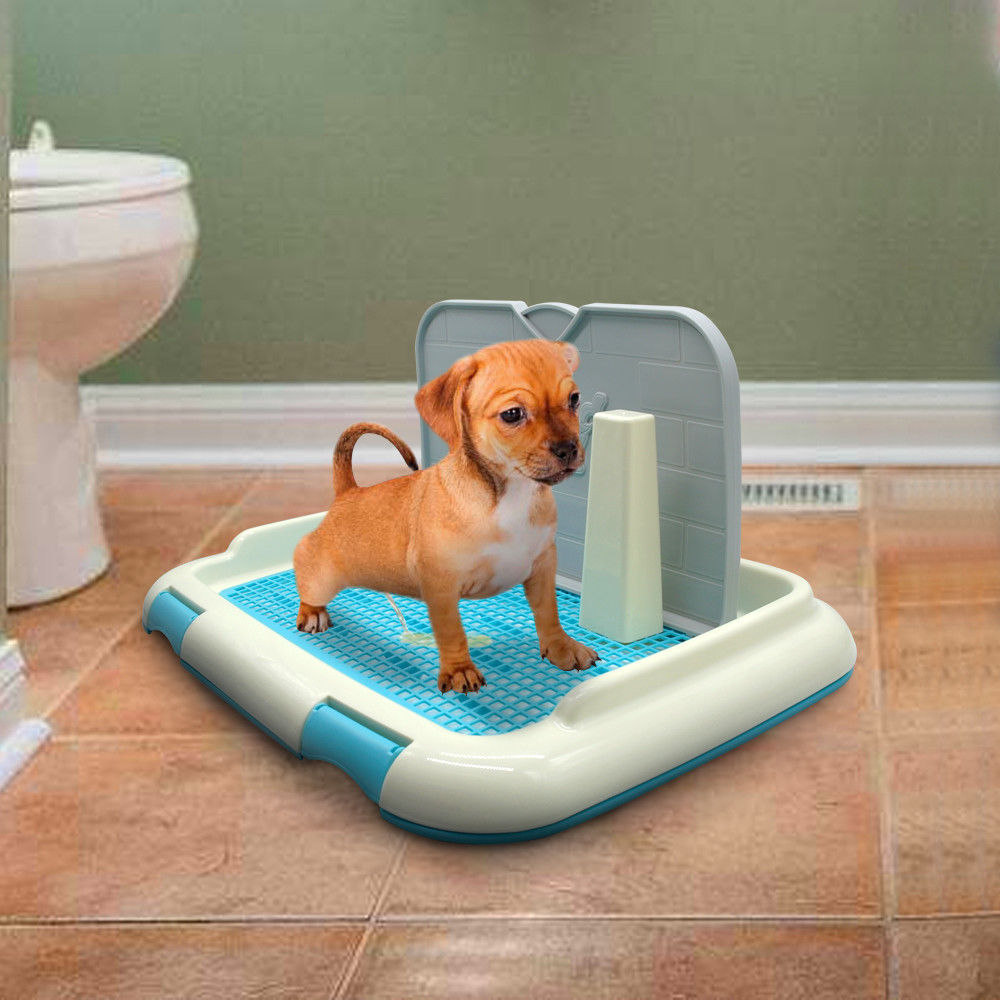 Как приучить щенка к туалету в квартире быстро