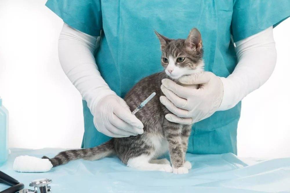 Вирусные заболевания у кошек: инфекции, симптомы, лечение