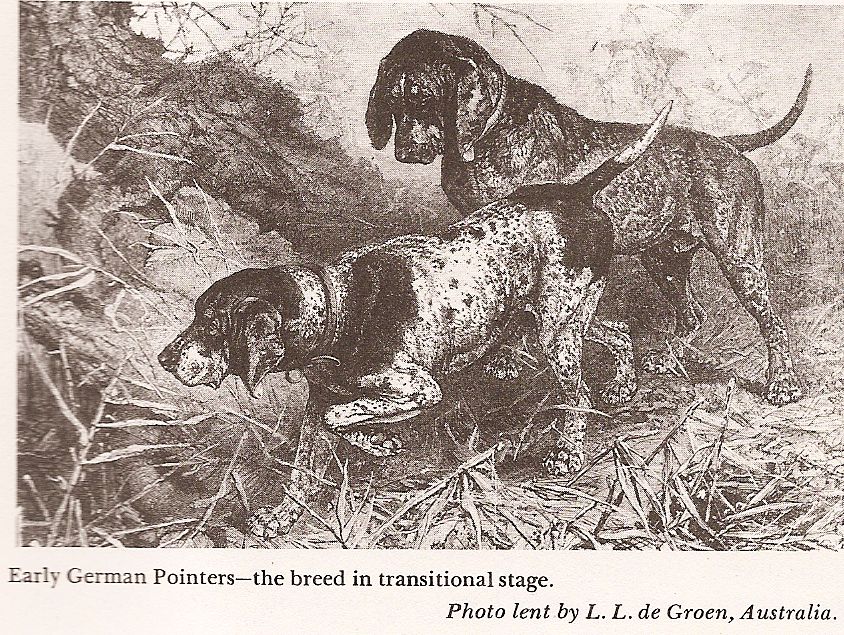 Пойнтер (порода собак): описание, воспитание и другое