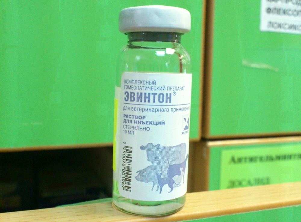 Препарат Эвинтон: эффективное средство для поддержания иммунитета кошки